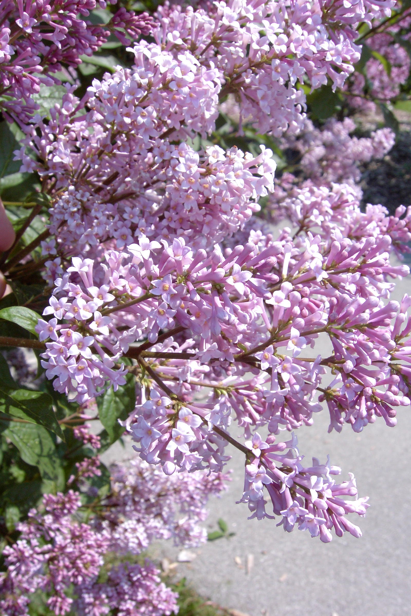 Syringa villosa lilac