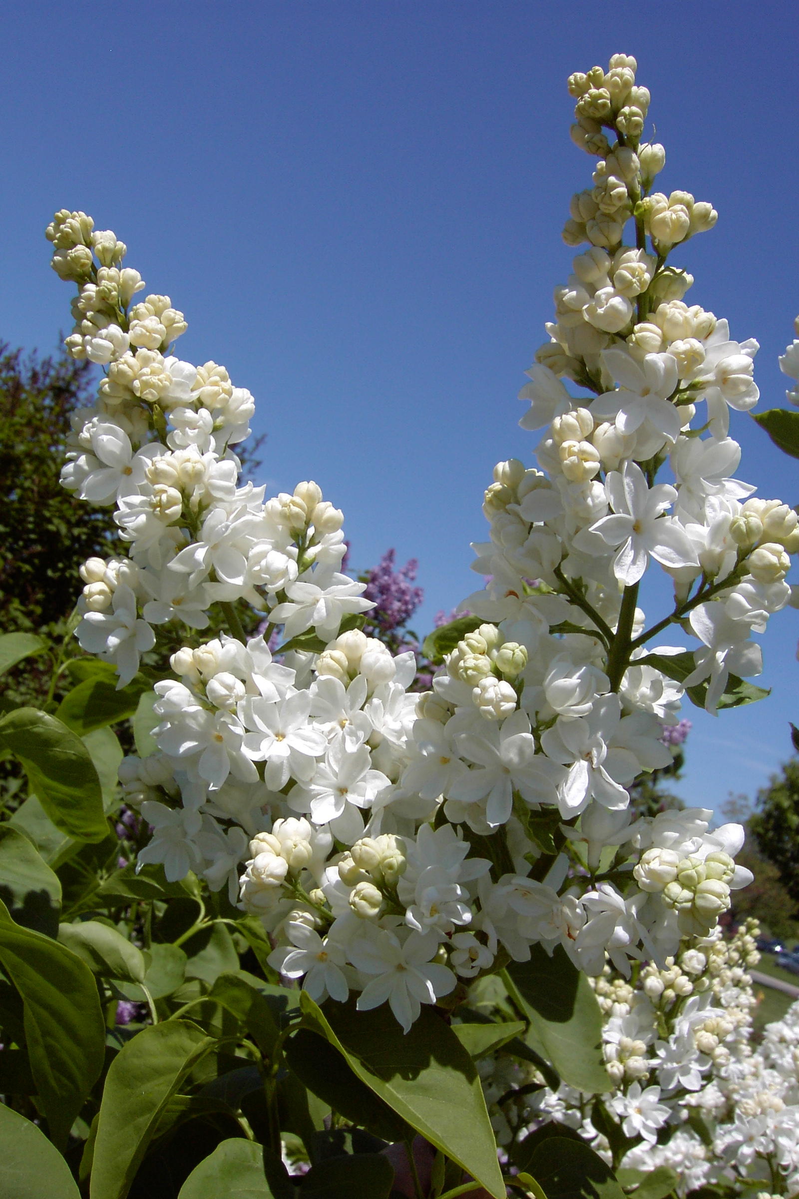 Syringa vulgaris ‘McMaster Centennial’