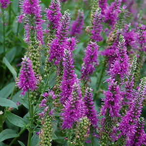 Purple Speedwell Blooms