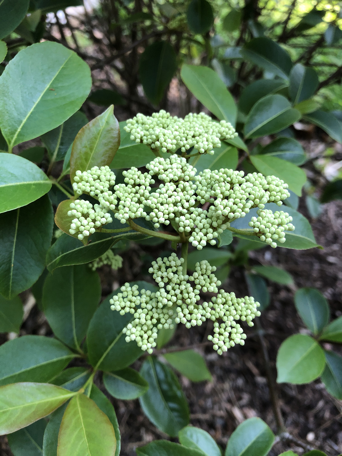 Viburnum cassinoides (2)