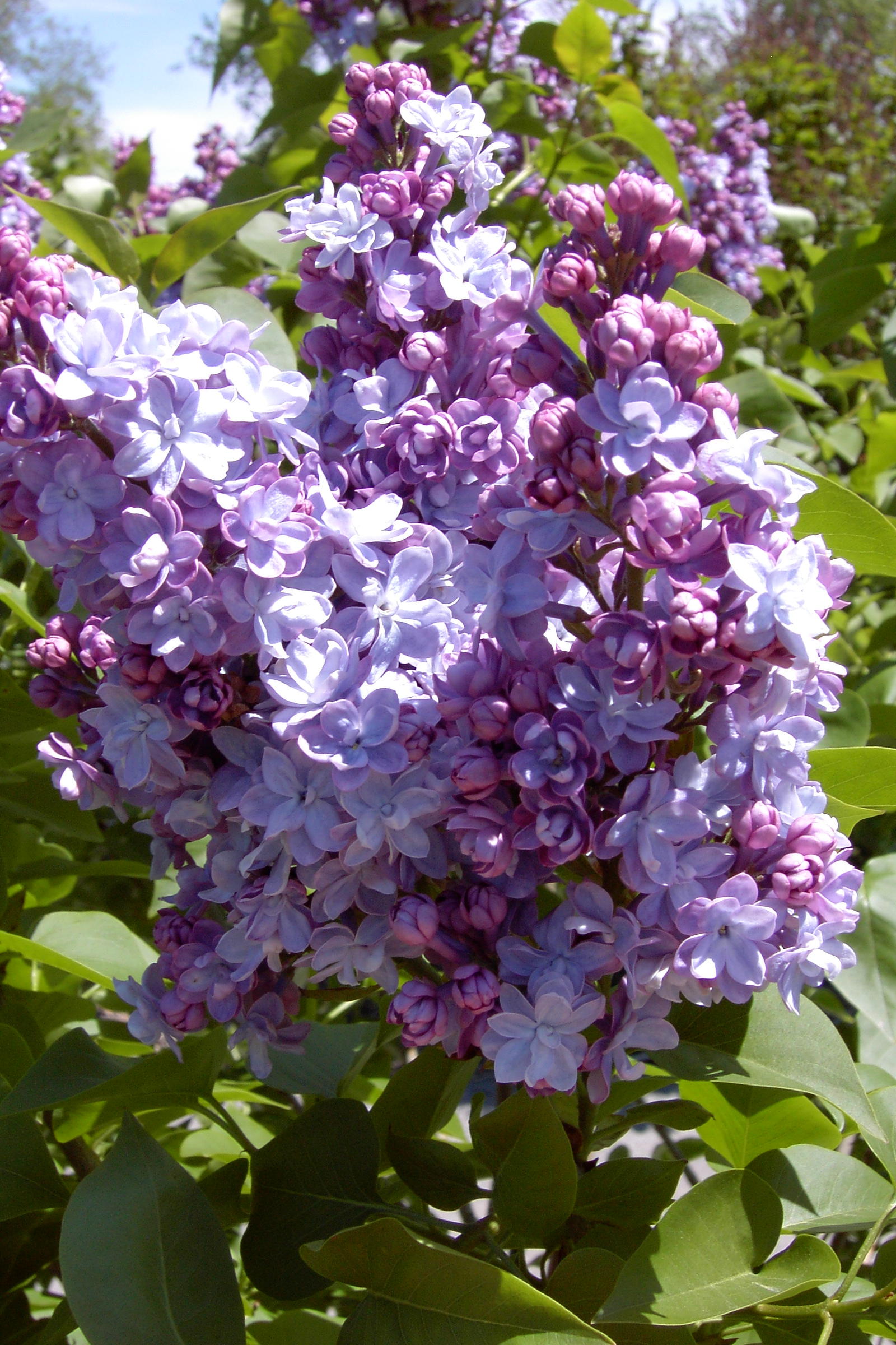 Victor Lemoine lilac blooming