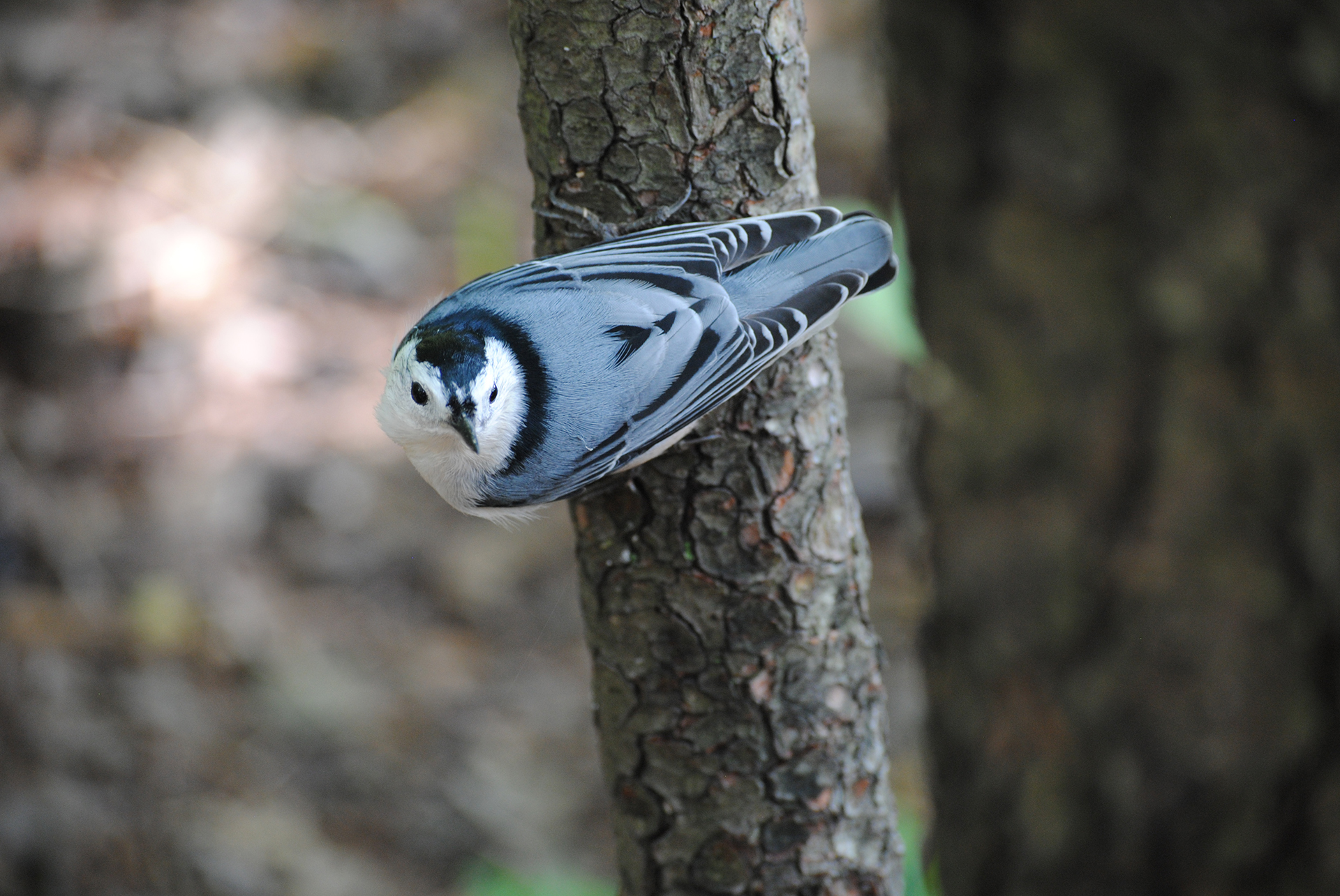 White Breasted Nut Hatch