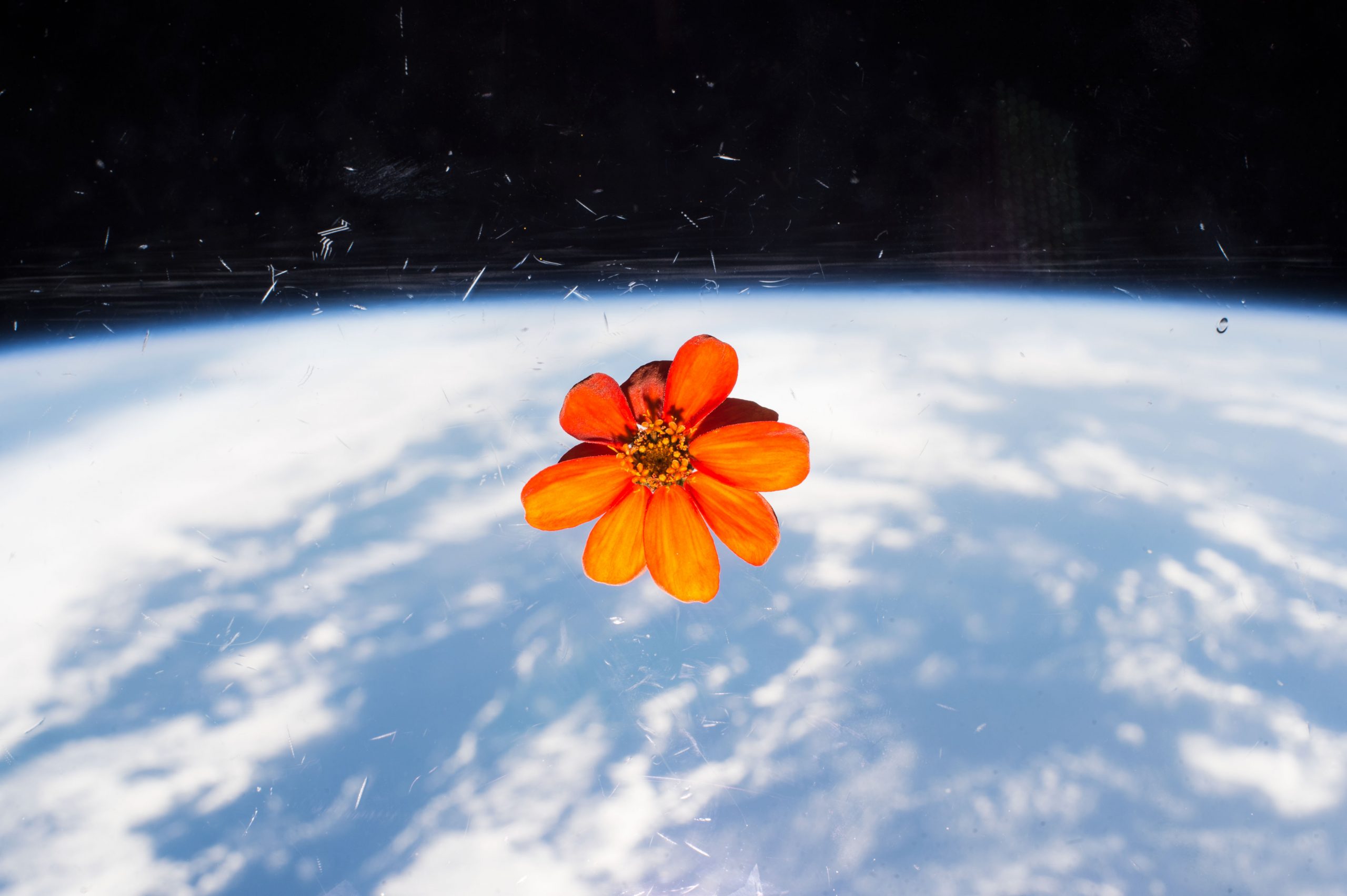 Zinnia flower on a window in space, with earth behind it
