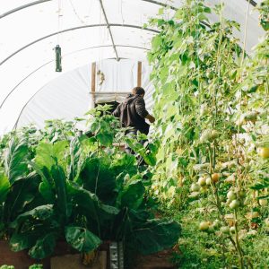 agriculture-botanical-conservatory-1084540 agriculture-botanical-conservatory-1084540