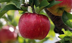 Red apple hanging from tree