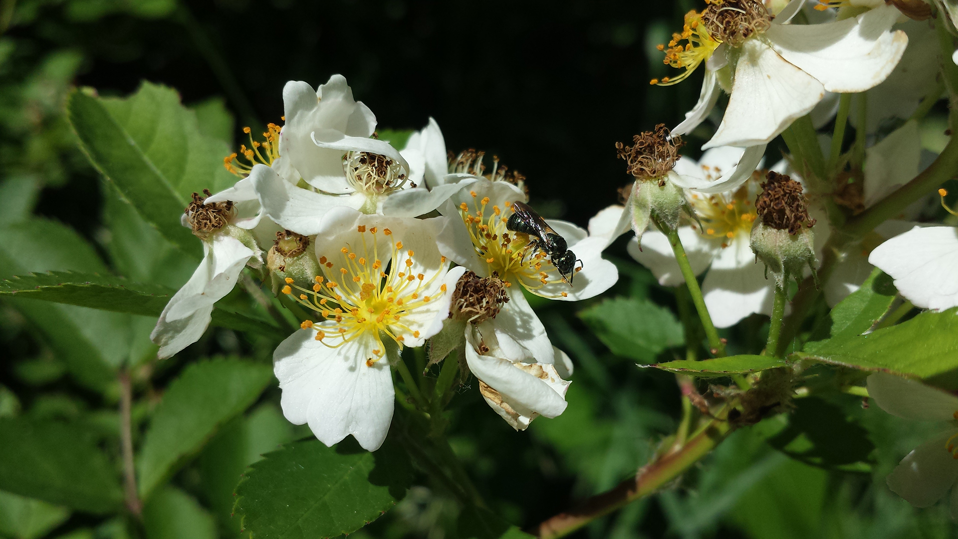 apple blossom flower wasp
