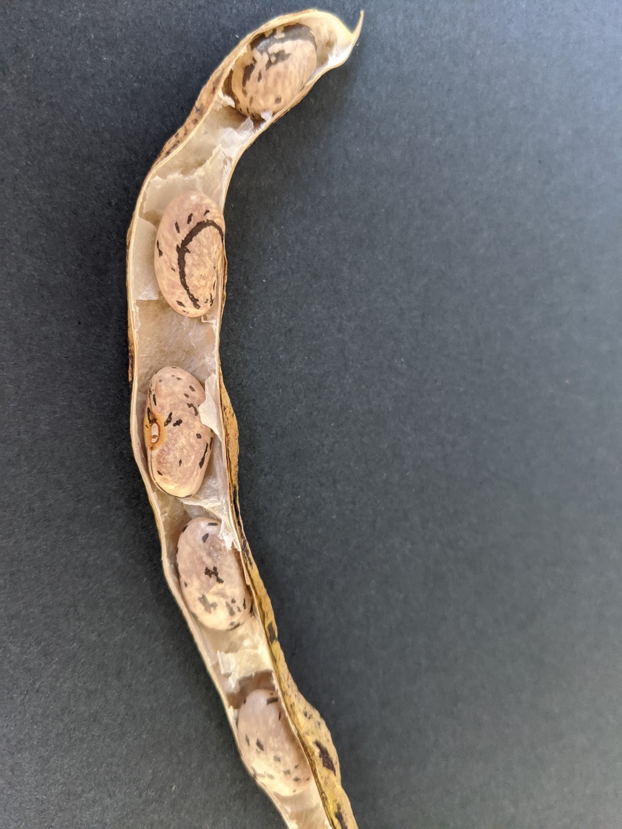 Bean pod halved with dried beans inside