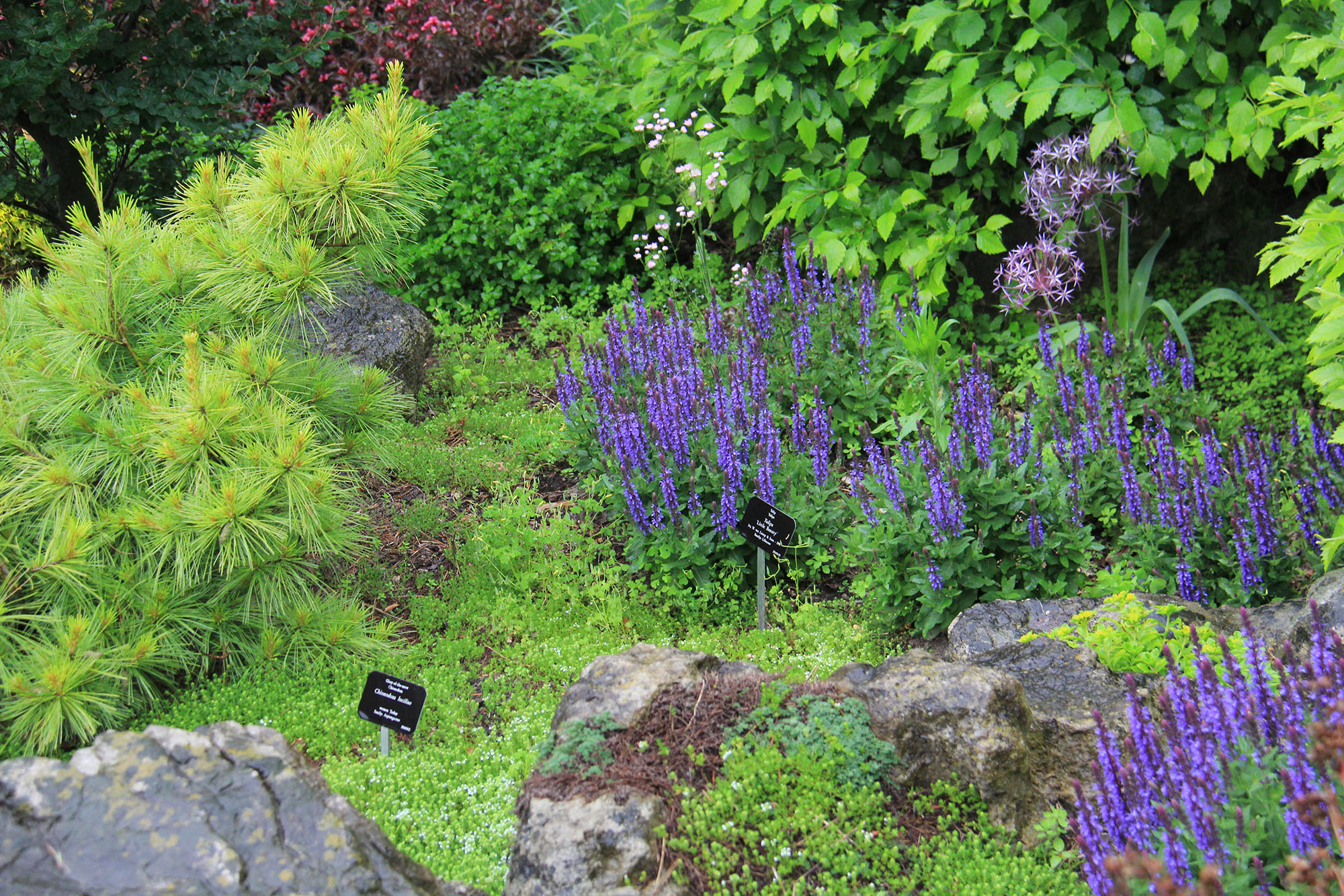 Rock Garden Perennials Royal Botanical Gardens