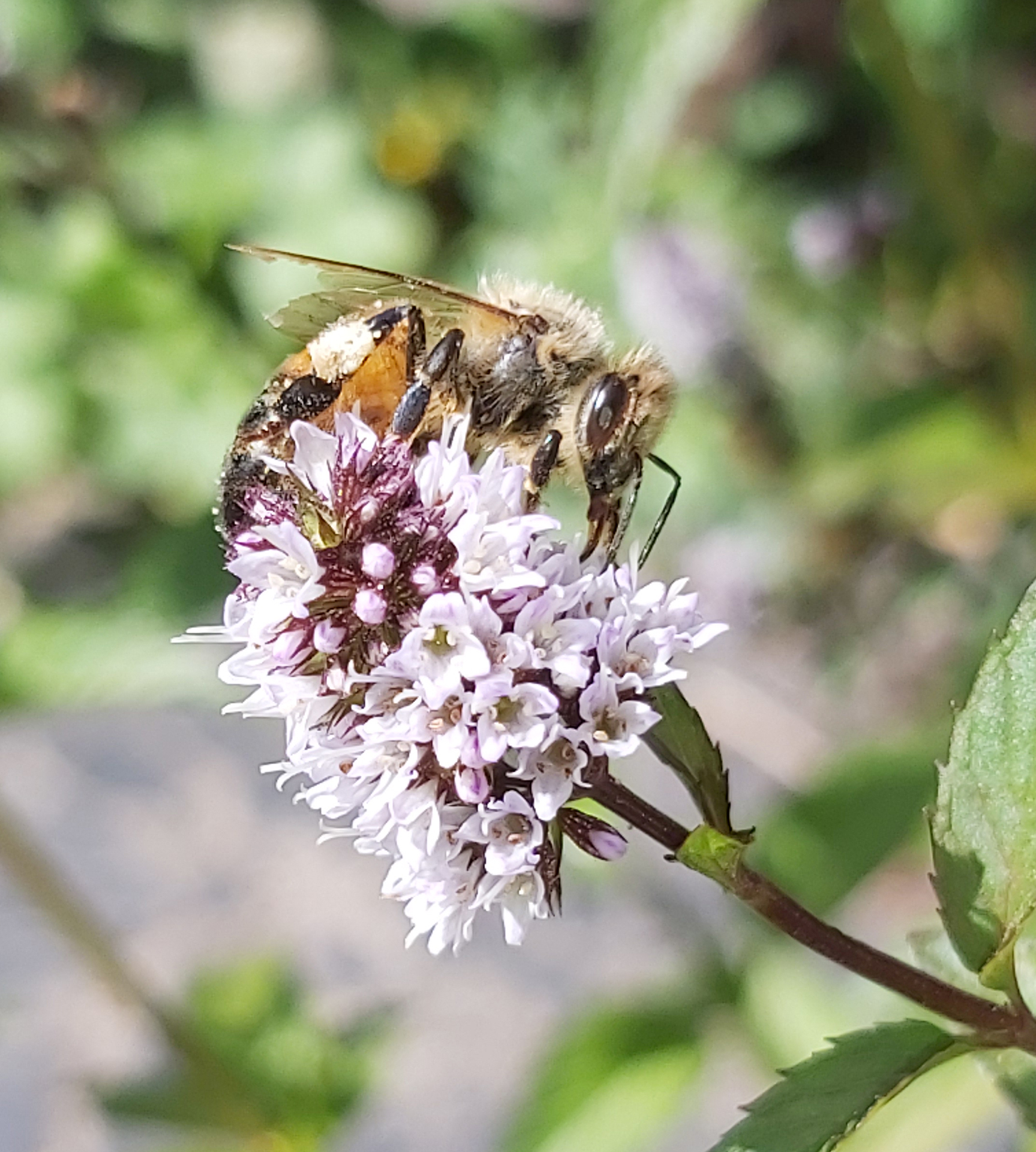 bee pollinating mint flower