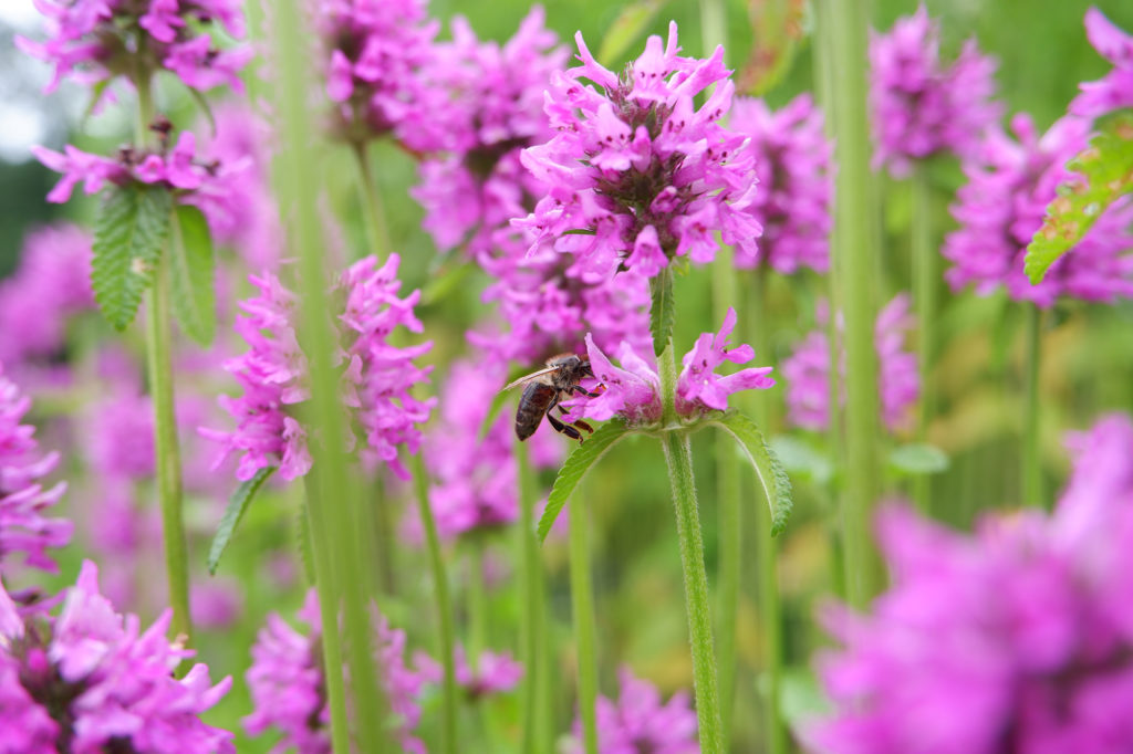 Bee On Purple Betony Blooms