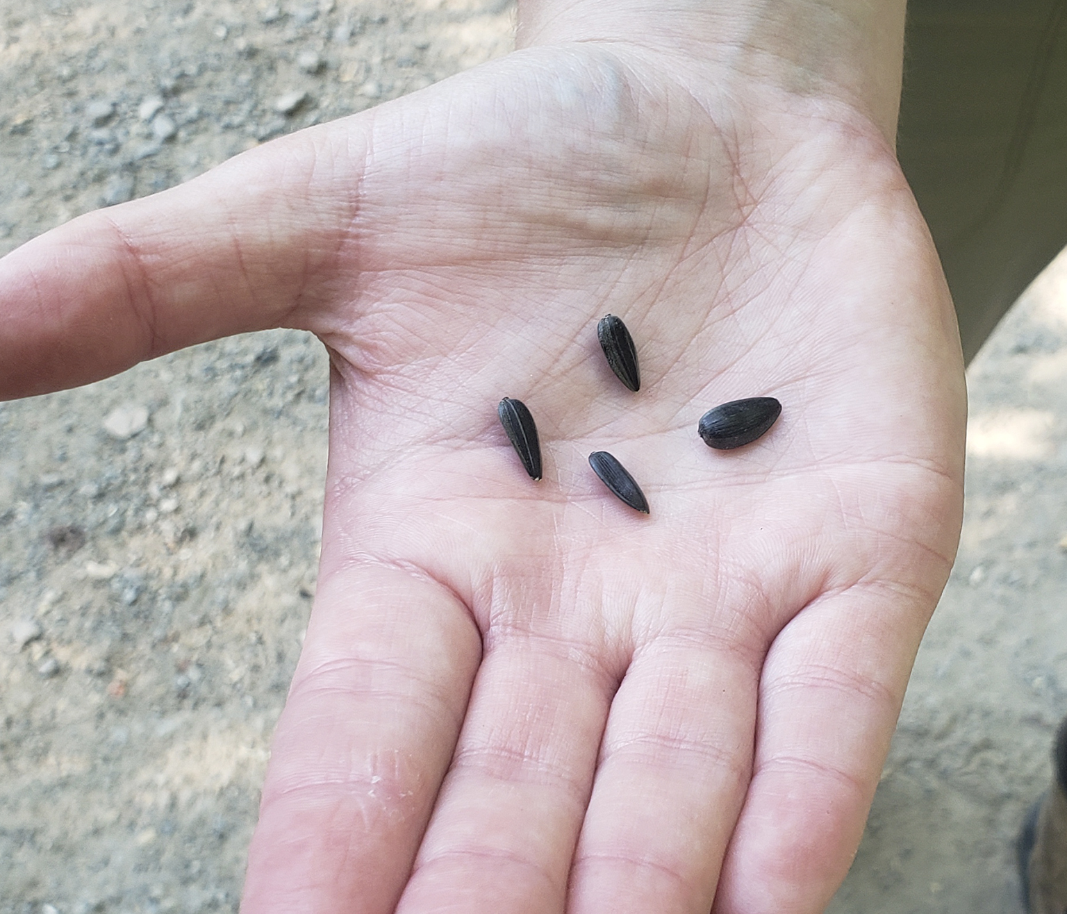 Four black sunflower seeds in outstretched hand