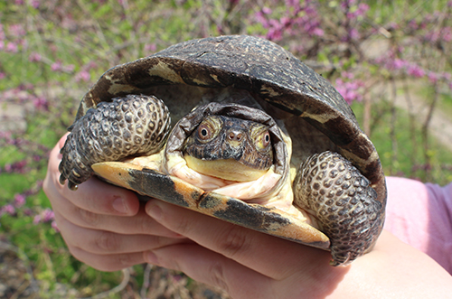 Blandings Turtle