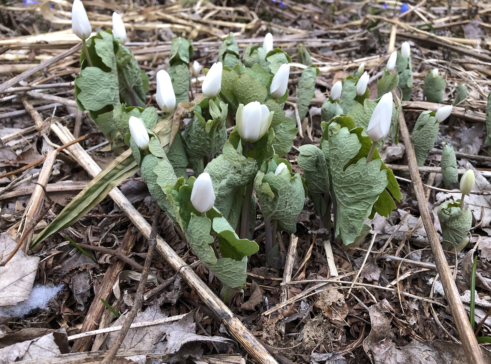 Grouping of bloodroot plants on forest floor, white blooms just opening