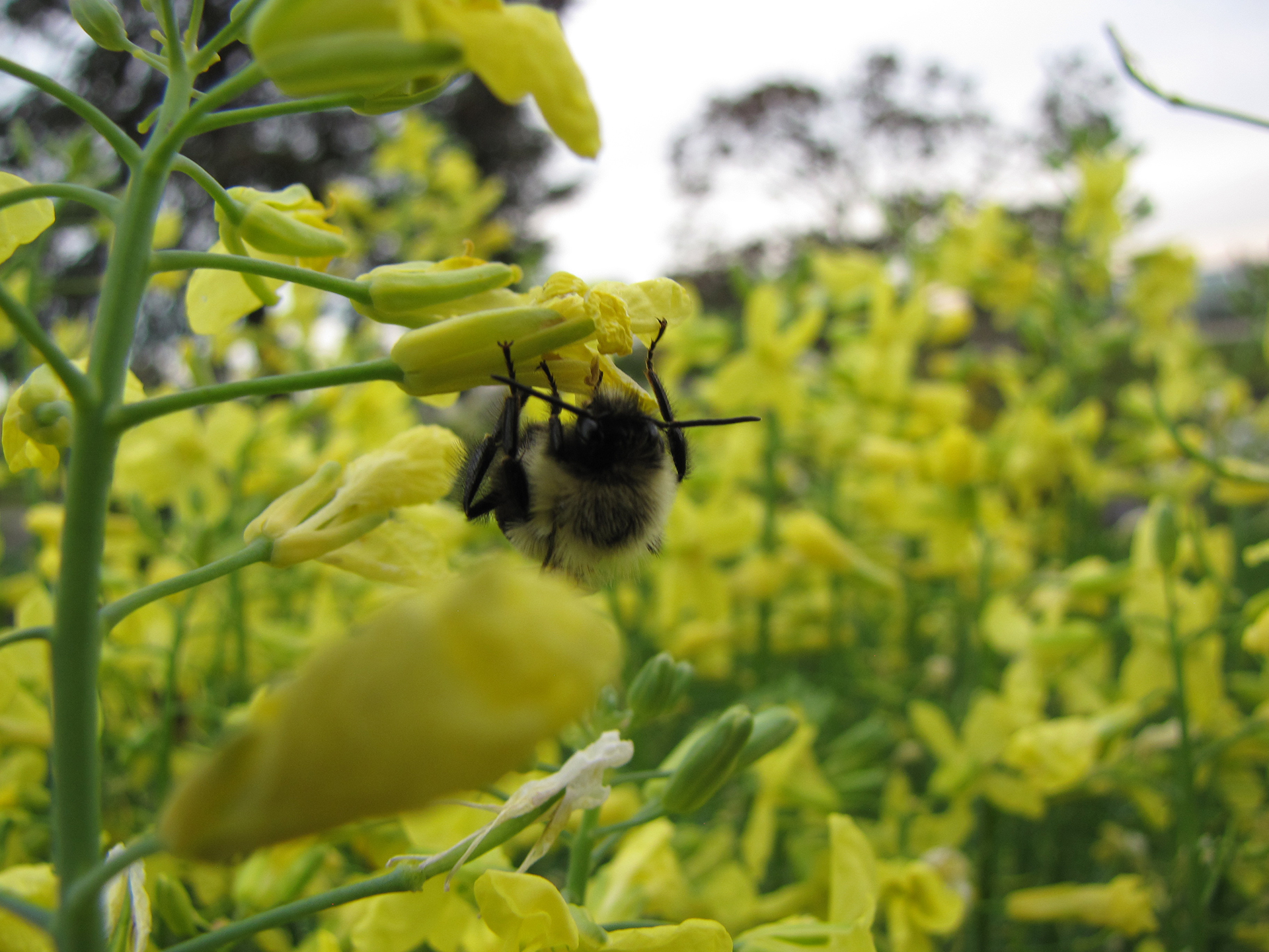 Bumblebee pollinating broccoli flower