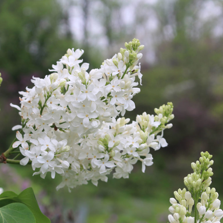 Bunch Of White Lilacs In Bloom