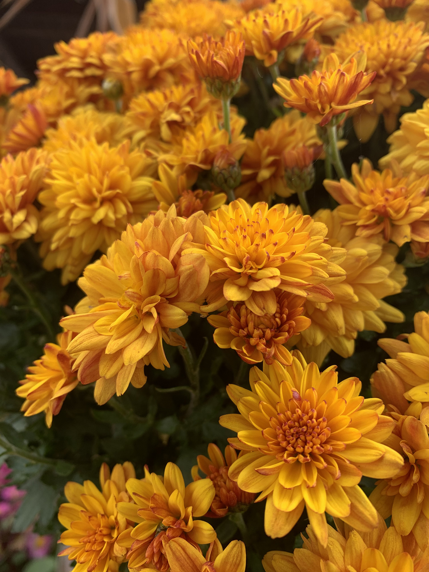 burnt yellow mums in bloom
