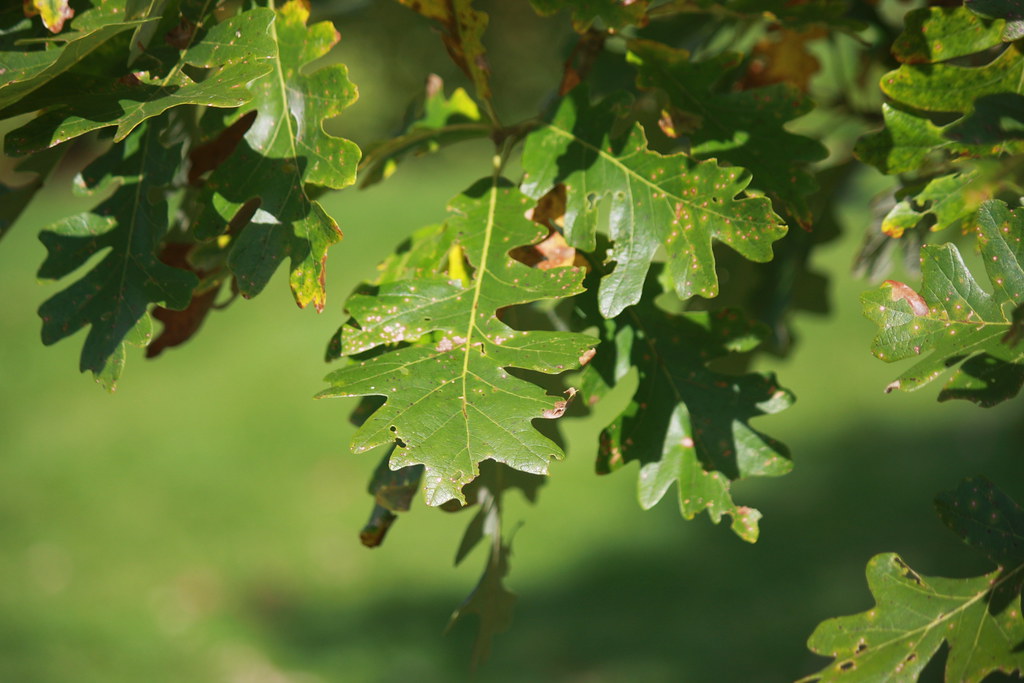 Burr oak leaves on tree