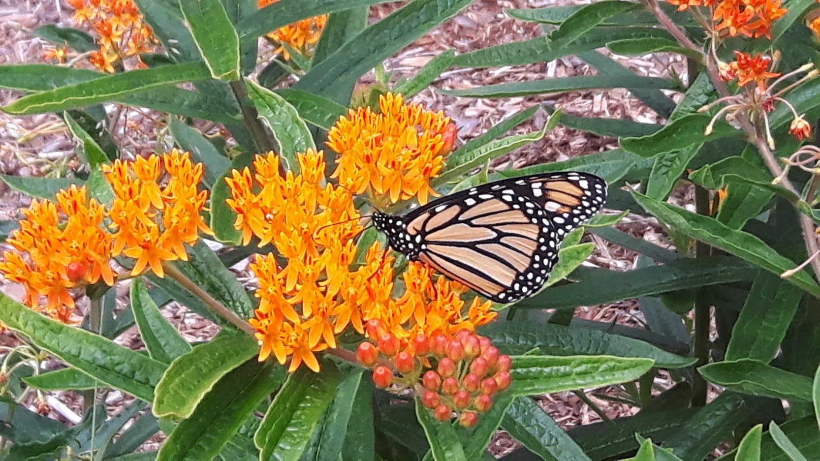 monarch butterfly on butterfly weed