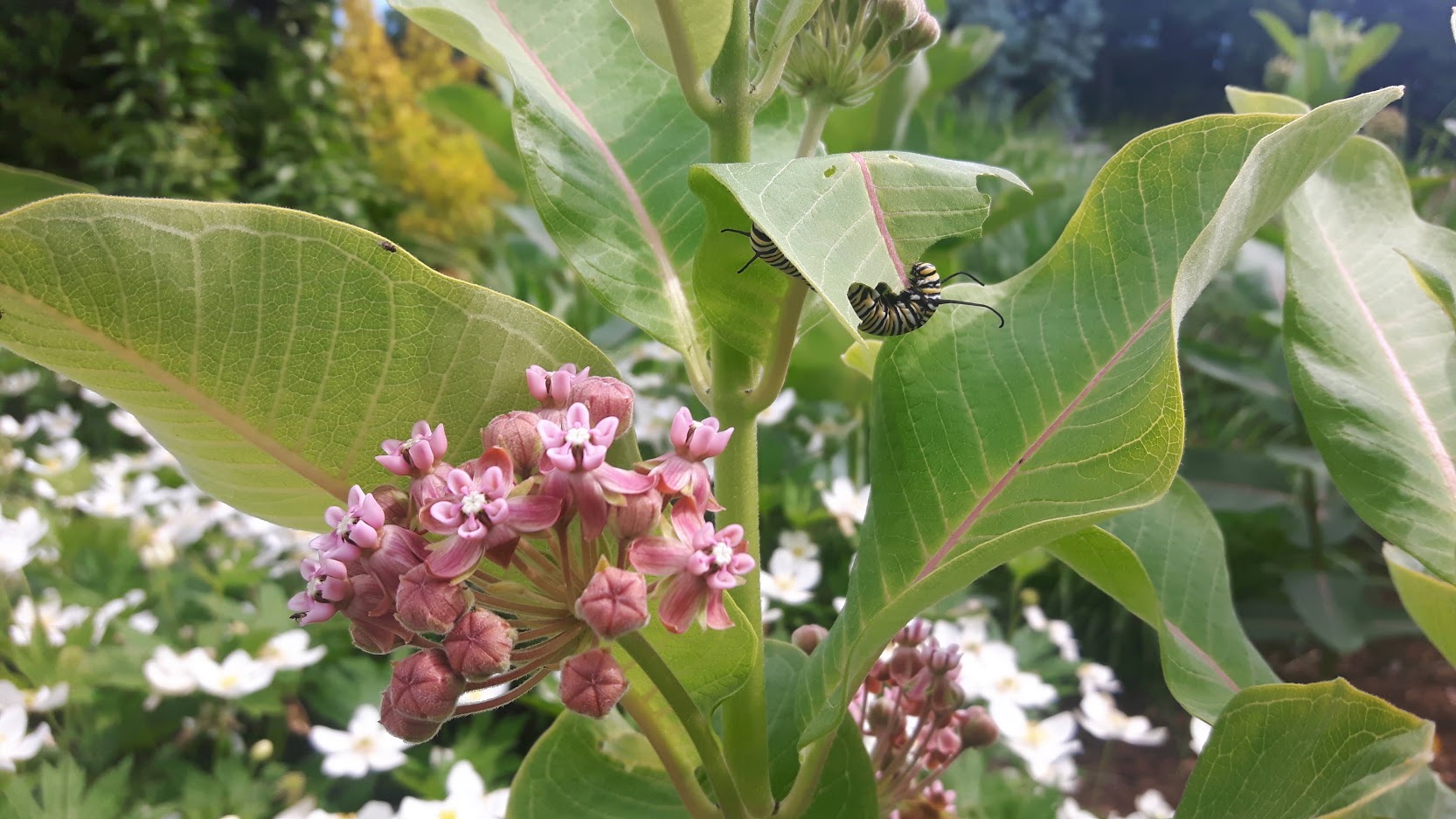 monarch caterpillars on common milkweed