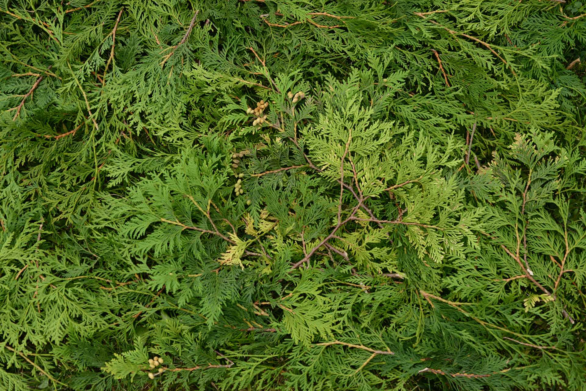 cedar branches