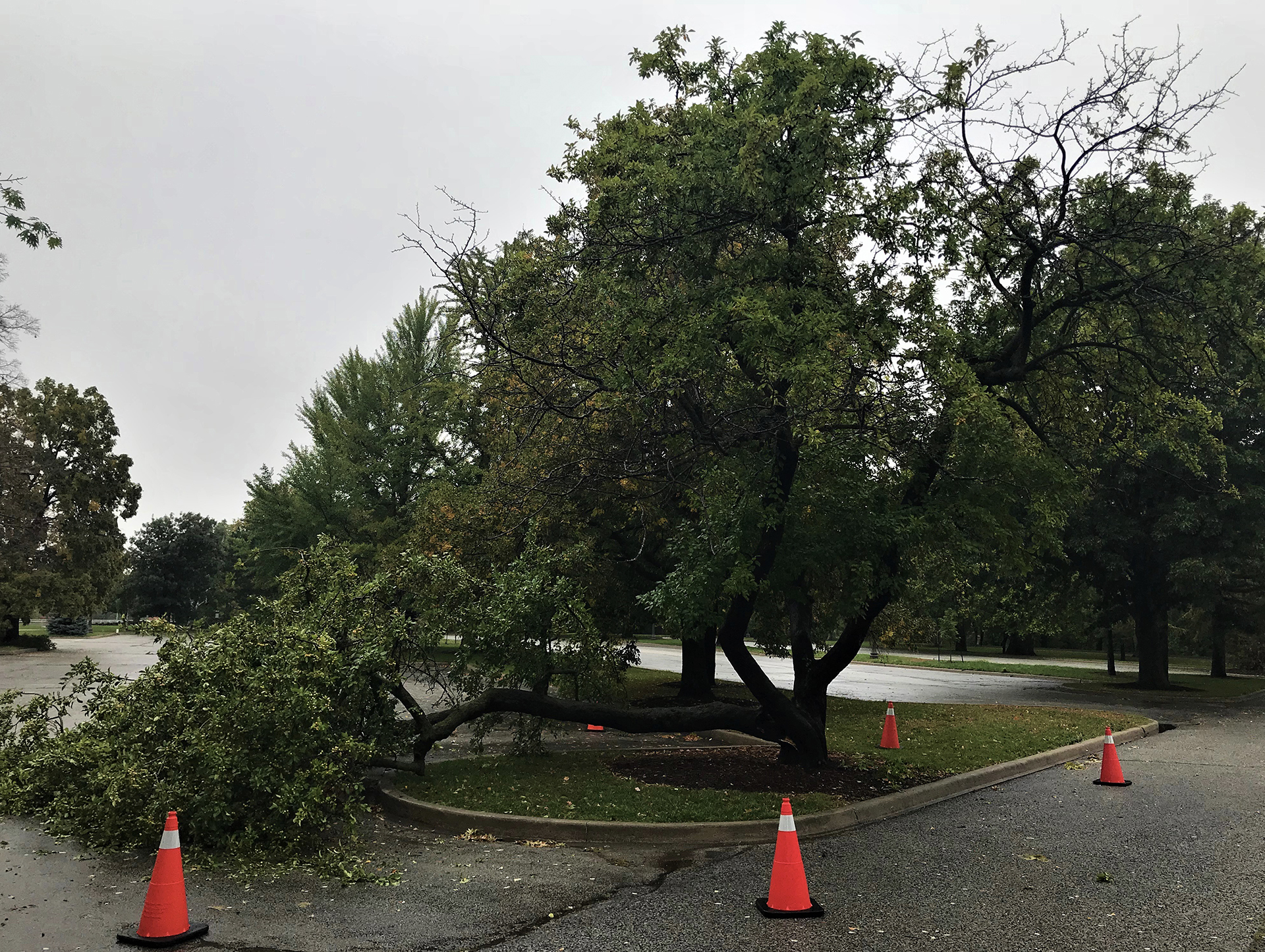 Storm damaged this crabapple tree at Rock Garden. The tree lives on, minus the large branch which was broken during high winds. Image by Jon Peter.