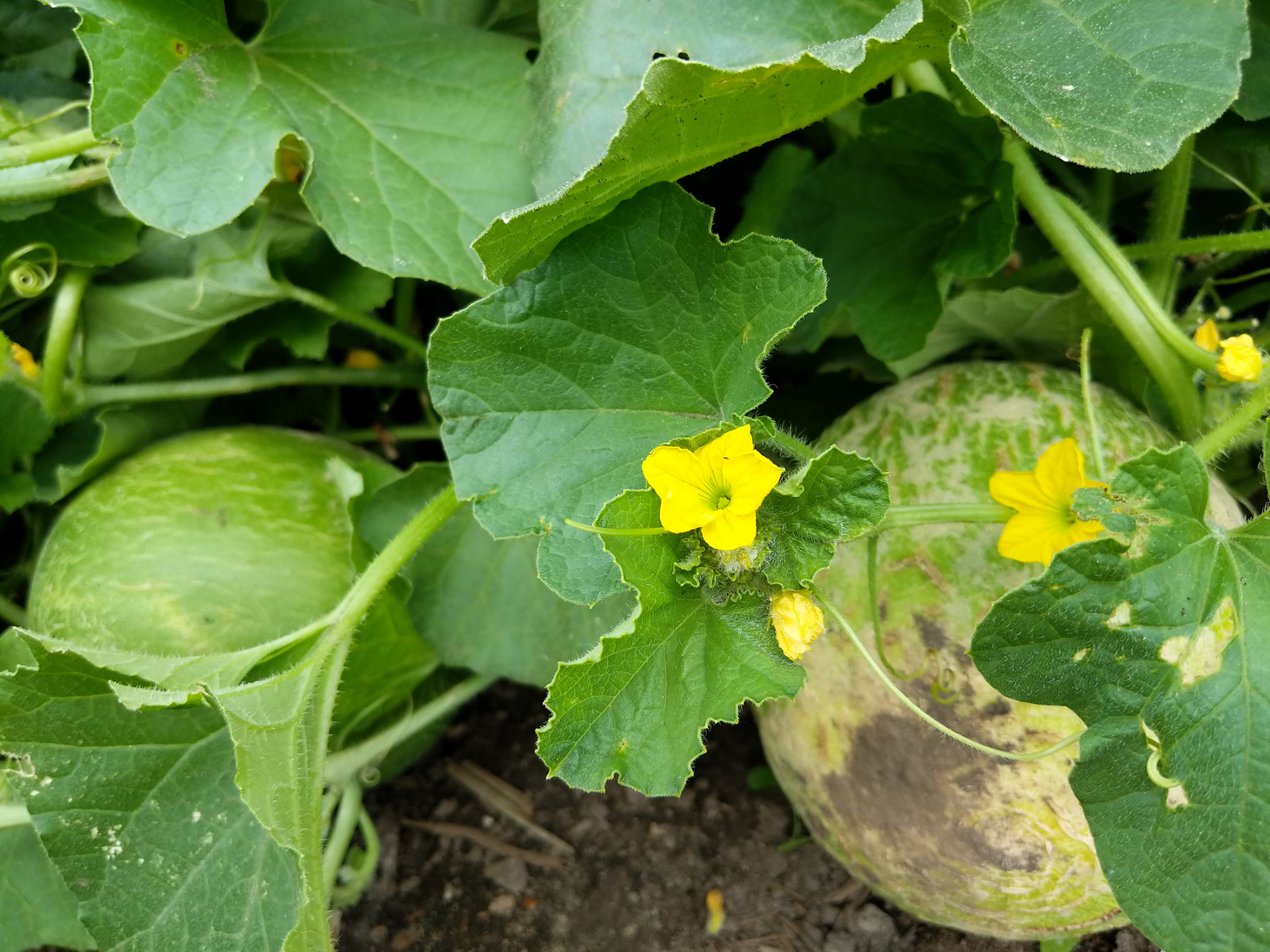 Honeydew melon in garden