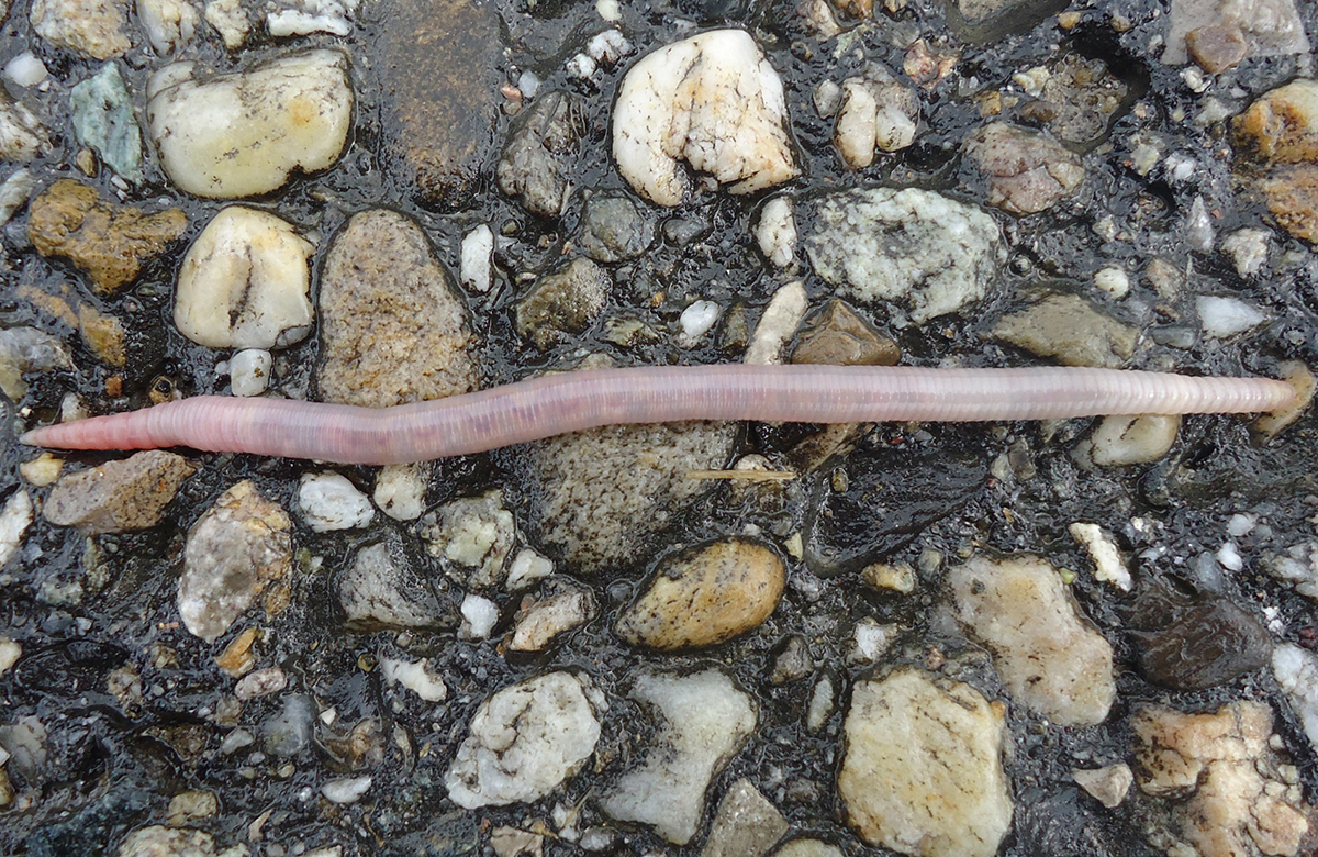 Earthworm on pavement