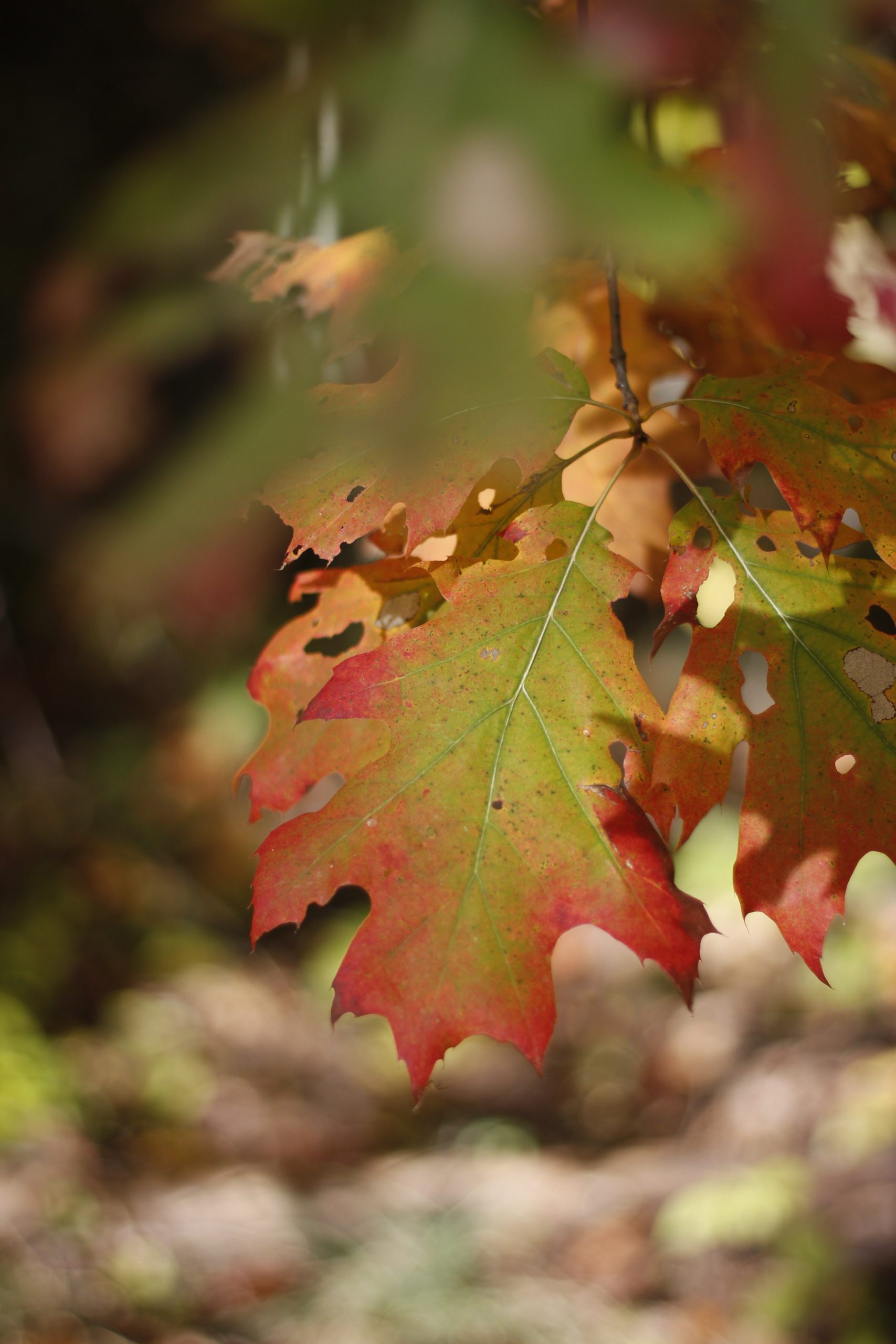 Oak leaves turning to red on the edges with scaling