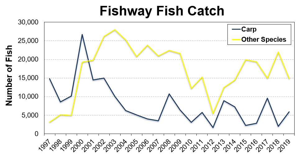 Graph showing fishway catch since 1997