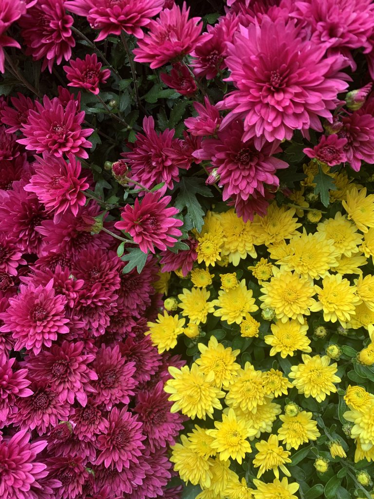 Charming Chrysanthemums Royal Botanical Gardens