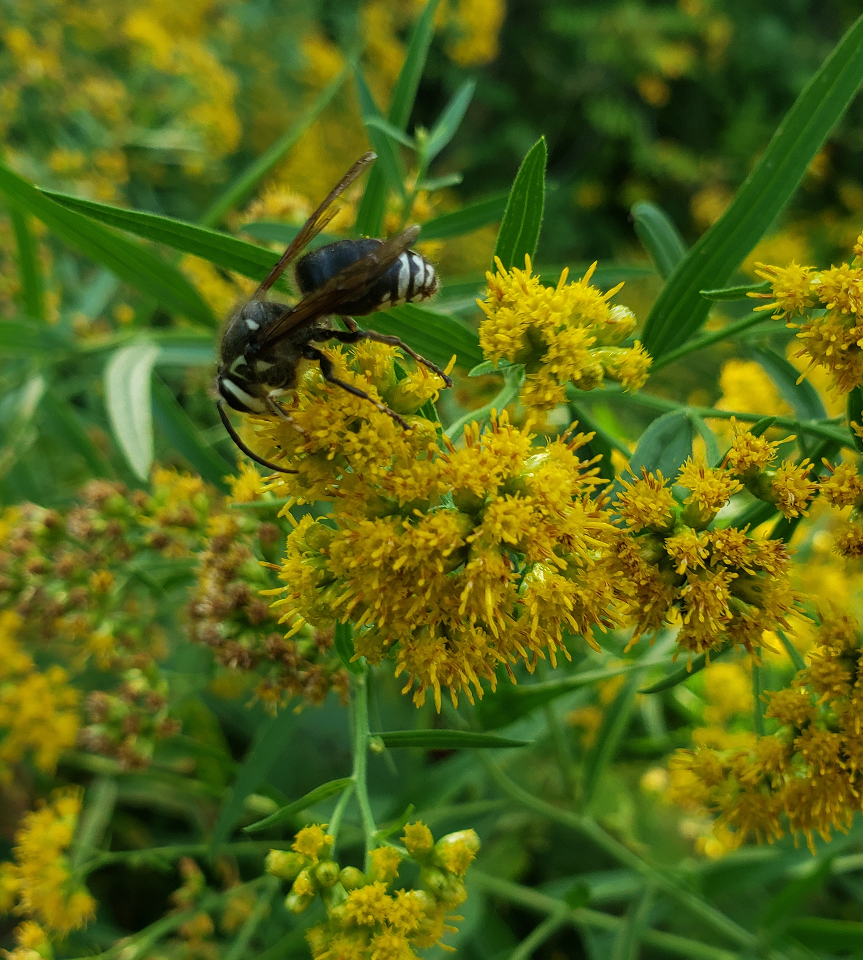 goldenrod with bald faced hornet