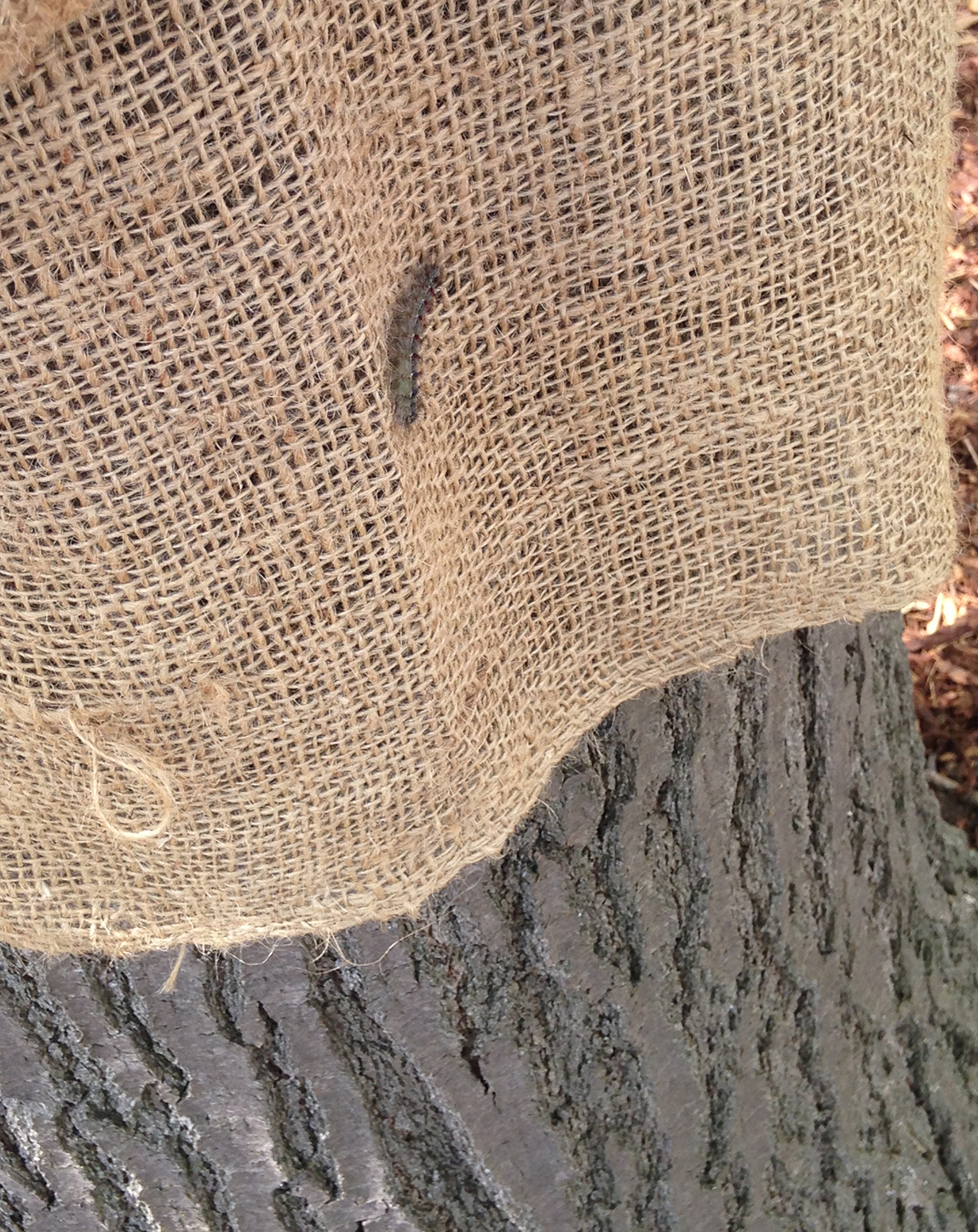 Gypsy Moth caterpillar caught in tree skirt in Hendrie Park (from 2017)