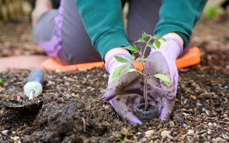 hands-planting-tomato-plant-in-garden Courses & Workshops in Burlington & Hamilton