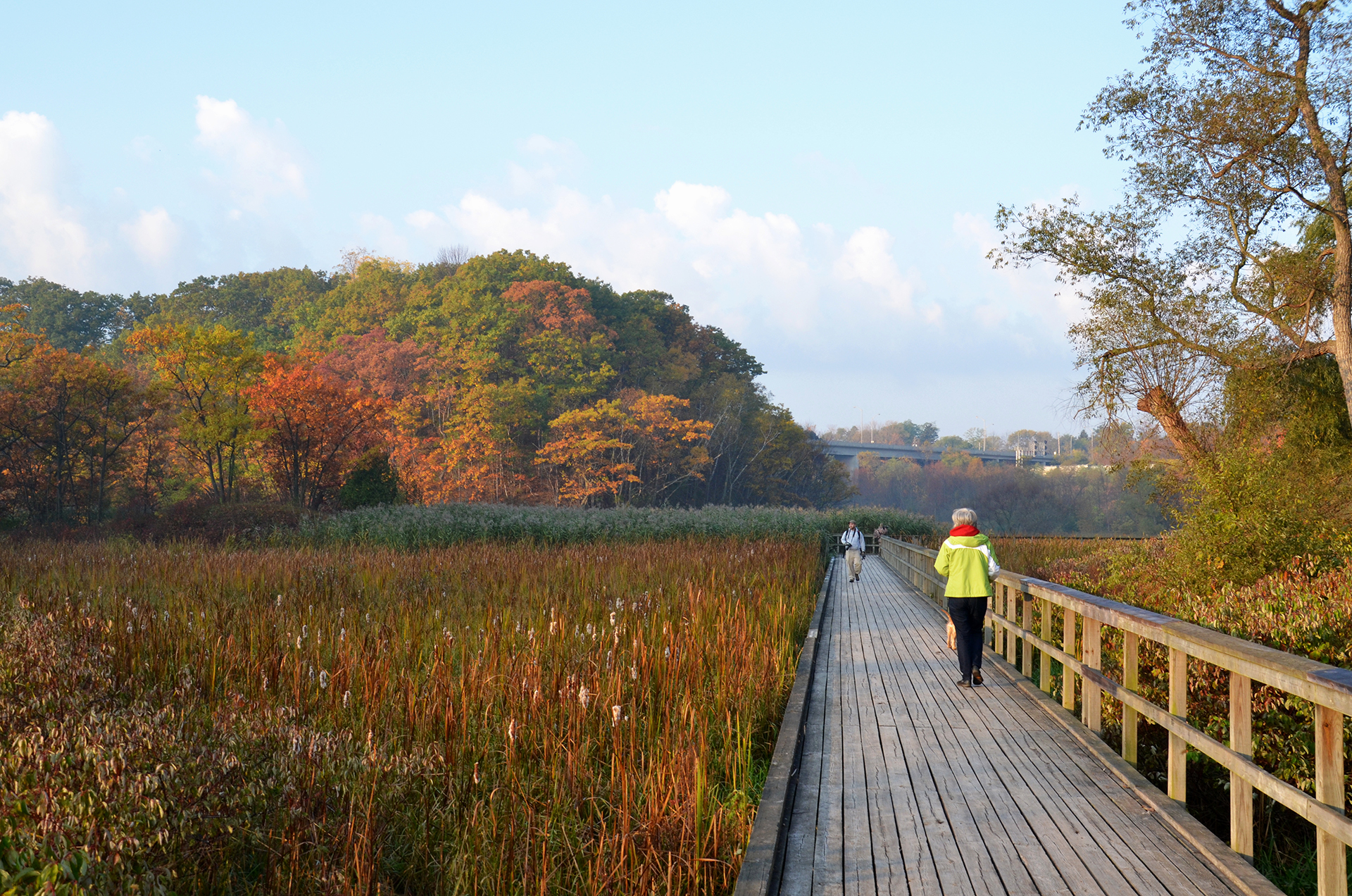 hikers walking down hendrie valley Boardwalk in fall