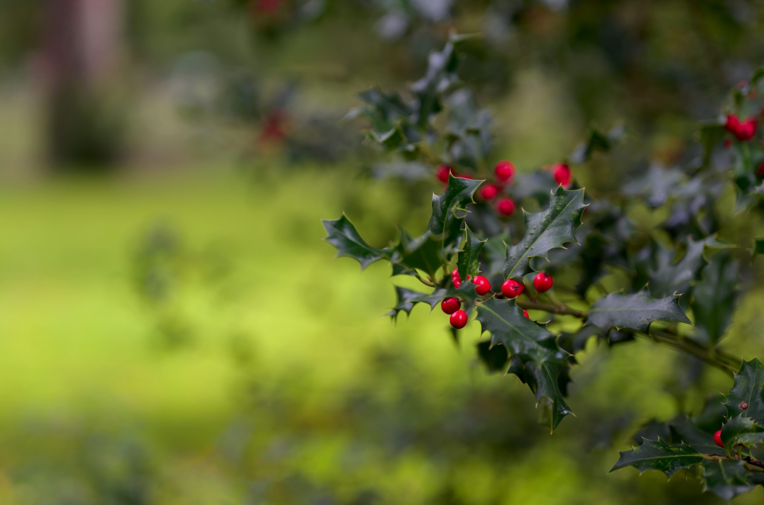 Holly leaves and berries on branches