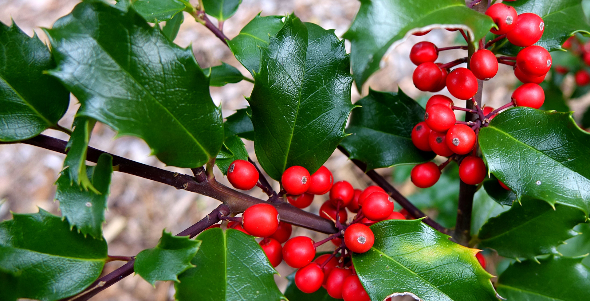 holly with berries