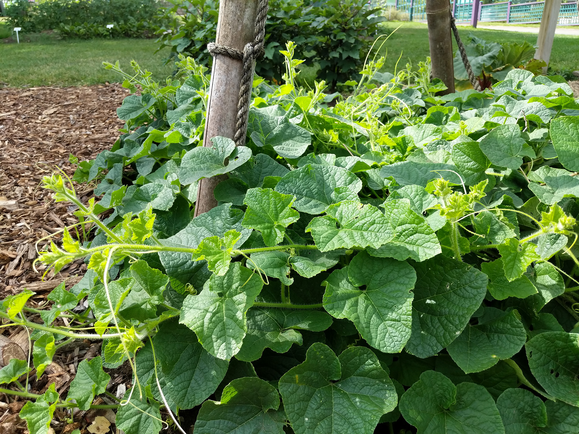 Jelly Melon garden patch