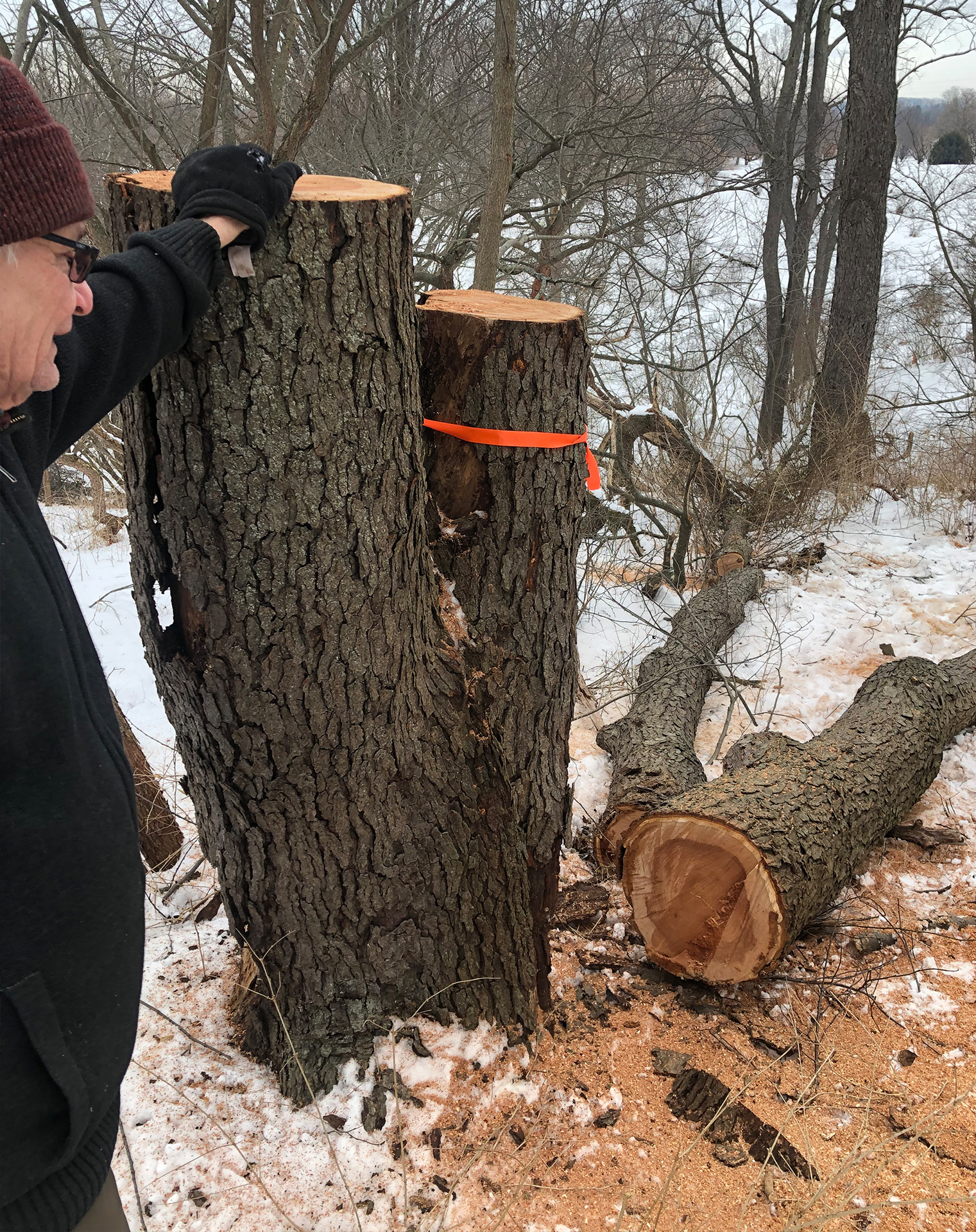 Here, Ken Black is sizing up downed wood in the Arboretum. Image by Jon Peter.