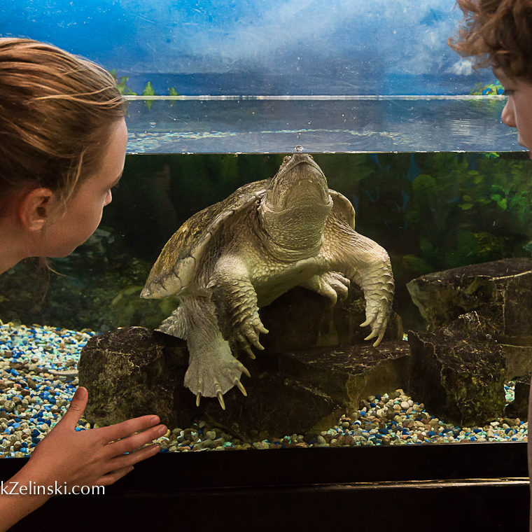 Kids Watching Snapping Turtle In Tank Credit Markzelinski.com