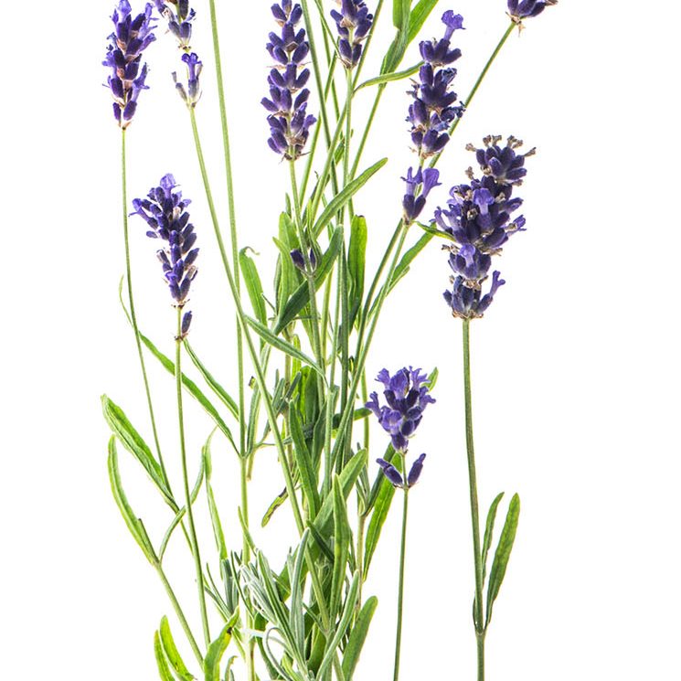 Bundle of lavender laying flat on a white background