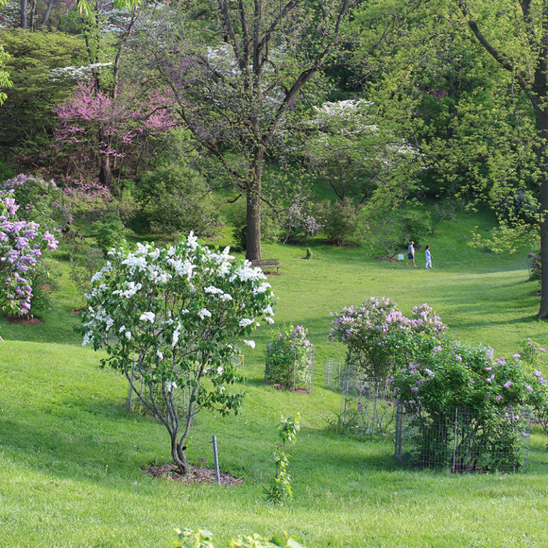 Lilac Dell In Arboretum In Bloom