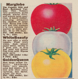 Tomato listing in catalogue from 1936