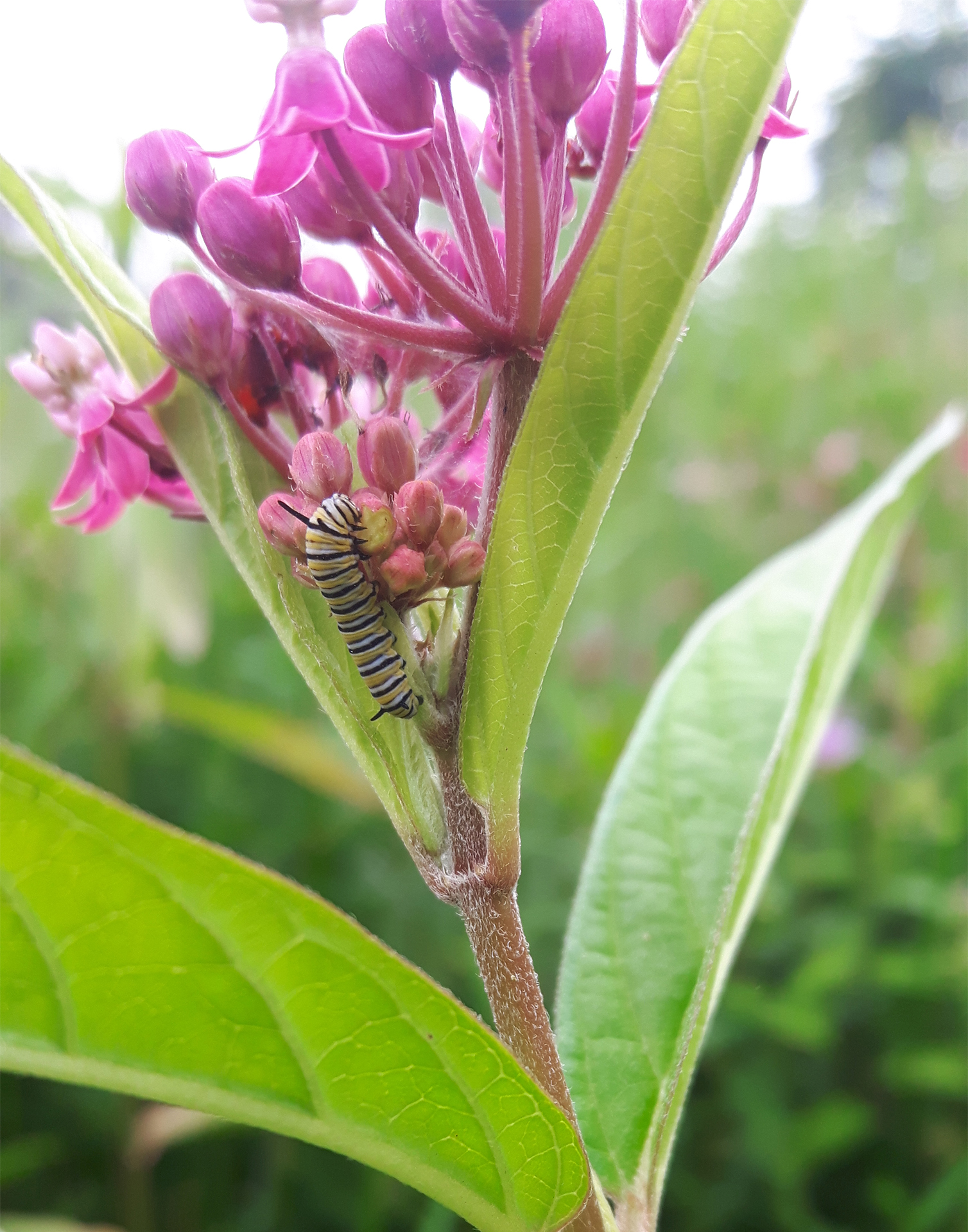 monarch Catterpillar on Swamp milkweed