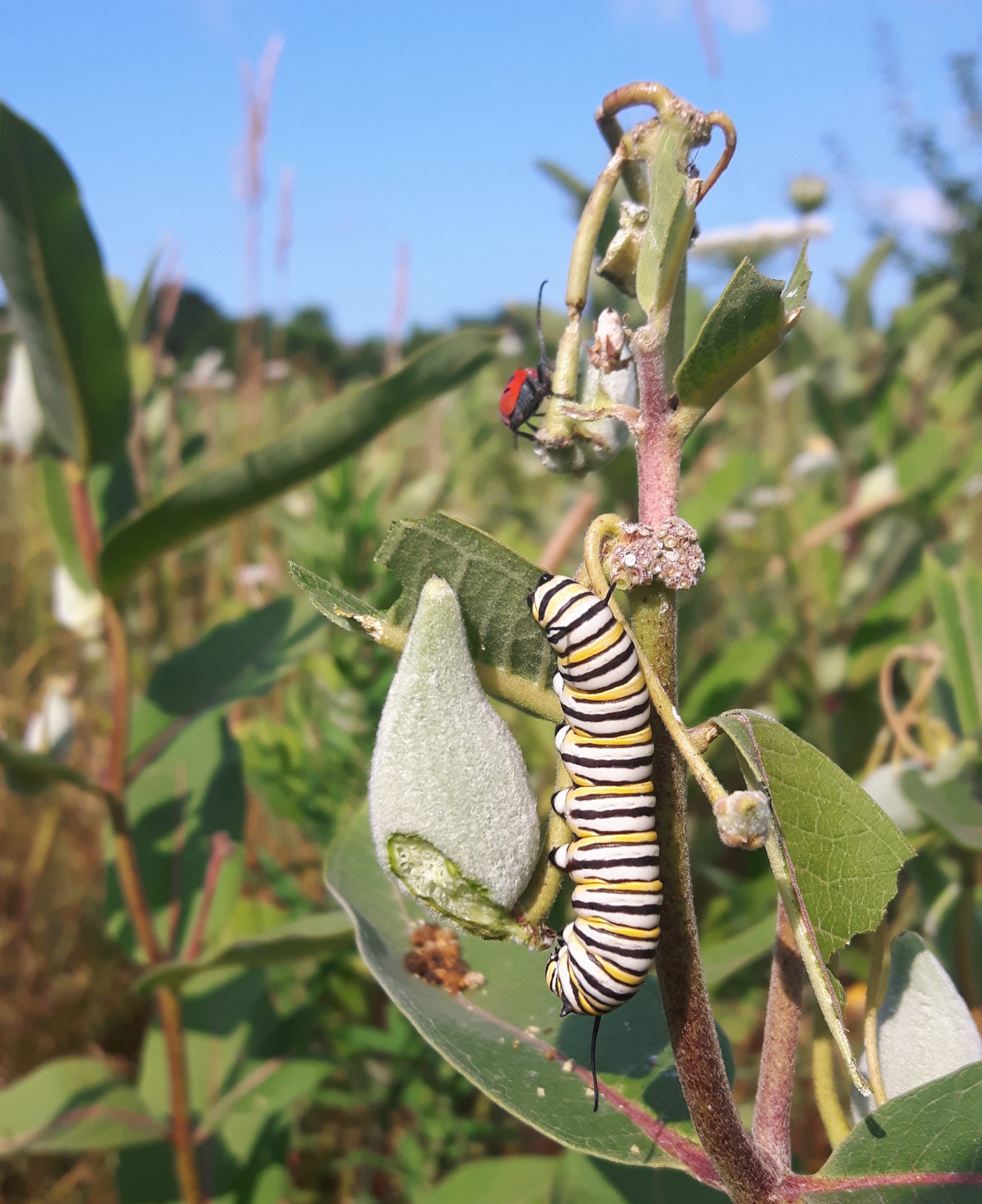 monarch caterpiller on milkweed in field