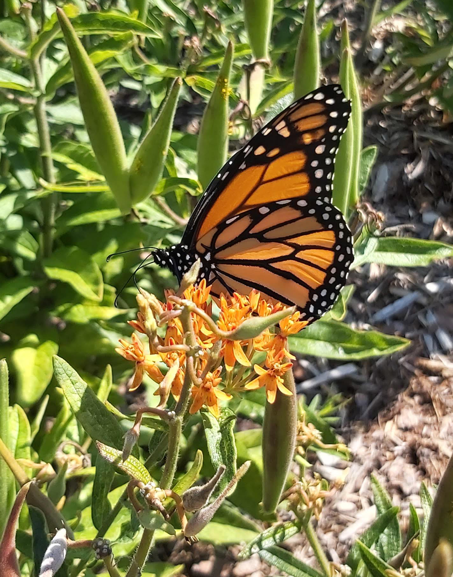 what-part-of-milkweed-do-monarch-butterflies-eat