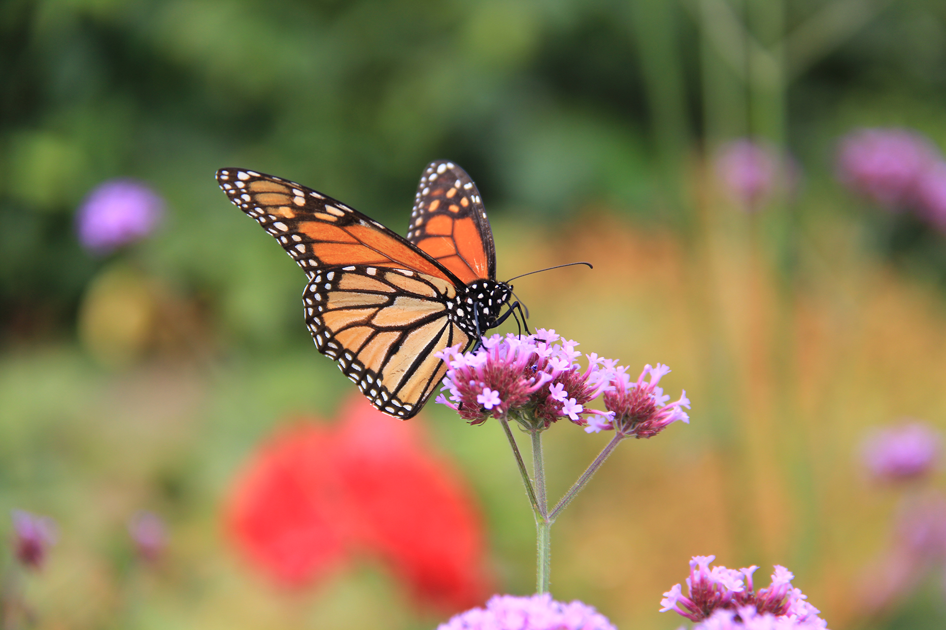 Monarch butterfly on verbena bonariensis