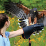Woman holding eagle