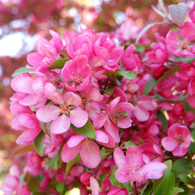 Pink Crabapple Blooms