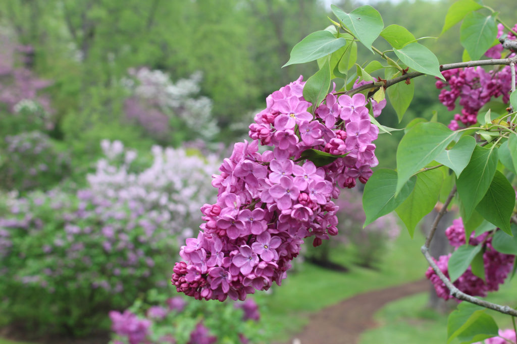 Purple Lilac Bunch In Spring Arboretum