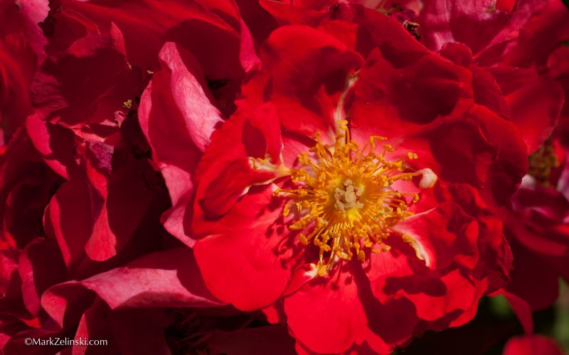 rbg-markzelinski.com-317 bright red open flower with a golden centre.
